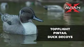 Avian X Topflight Pintails