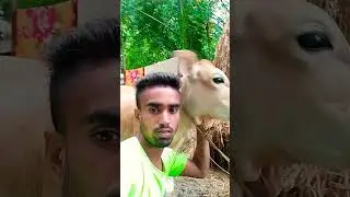 mohni । #trending #shorts #video ।tiktok video । short video । Jahorul all video ।@jahorul1660