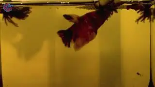 Galaxy Betta Relaxation &mdash; Calm Colors & Gentle Flow, Betta Whisper