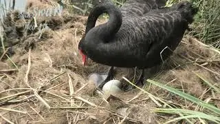 Black Swan 47