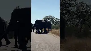 Elephant Herd Crossing  #krugernationalpark #animals #kruger #wildanimals #nature