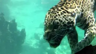 Jacksonville Zoo Swimming Jaguars