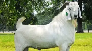 Savanna Whites - Goat Breed