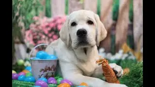 Puppy Photo Contest 2025