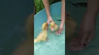 #duck #ducks #ducklife