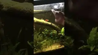 Summon the fish