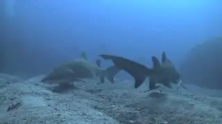 ANM102   Grey Nurse Shark