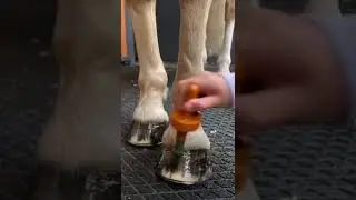Get ready with harlow and popcorn