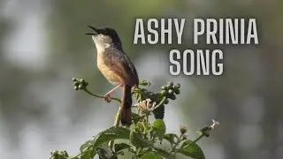 Ashy Prinia Song/call/sound/vocals/voice  - Ashy wren-warbler - Song/call/sound/vocal/voice/chirping