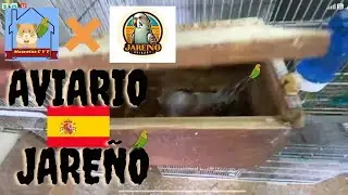 VOLVIMOS AVISITAR AVIARIO JARENO |PERIQUITOS| SPN X COL