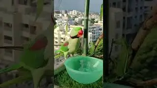 Water for birds in summer