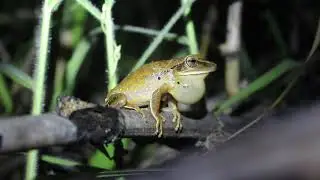 Vocaliza&ccedil;&atilde;o - Hypsiboas albopunctatus - Boana albopunctata