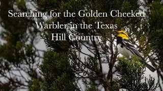 Searching for a Golden Cheeked Warbler in Texas Hill Country