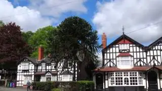 Araucaria - the Monkey Puzzle Tree