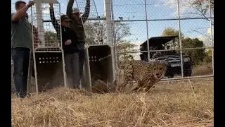 Cheetah relocation Part 1