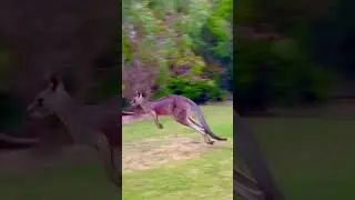 Australian Congro #australia #congro #park #vacation #follow #کانگرو آسترالیا #melbourne #animals