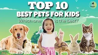 Best Pets for Kids | Beginner Pets Guide