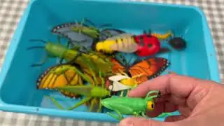 Toy Bugs Galore! Learn Insect Names for Kids