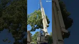 🍃🌳We can handle it💪 #strategiclandmanagement #treeremoval #veteranowned #freeestimates