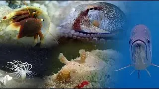 Lesser Antillean underwater critters - Video clip 2019 (1080p)