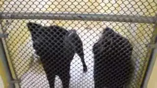 Douglas county animal control Inside kennels April 11, 2013