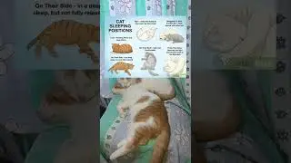Cat Sleeping Positions and their Meaning. #cats #catlovers #catfacts #catvideos