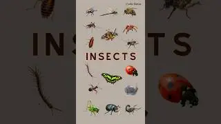 Insects Name | Insects for kids | Insects Name in English | List of Insects | Insects Shorts #spider