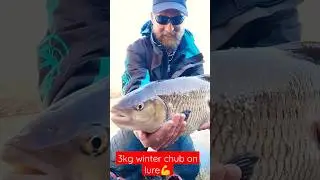 A SPECIAL WINTER CHUB ON LURE 😱 #fishing #fish #perch #fishingtips #lurefishing #tutorial #howto