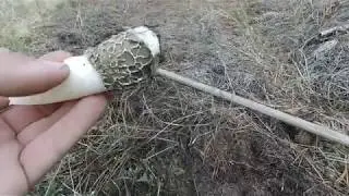 Грибное изобилие, Николаевская область.