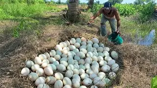 Wow! A fisherman either lays eggs in a coconut plantation near the water's edge or lays many eggs.