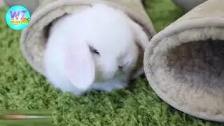 কিউট খরগোশ এর দাম 🐇- Rabbit price in Bangladesh- bunny- পোষা প্রাণী - Pet animal