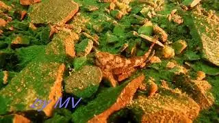 Cottus gobio (Bullhead)