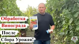 ОБРАБОТКА ВИНОГРАДА После СБОРА УРОЖАЯ!