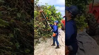 Orange Harvesting Hack! Amazing Tool Speeds Up Picking!