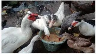 belajar mengenal kebutuhan pakan entok || PROTEIN,VITAMIN NUTRISI DAN SERAT #PETERNAKAN