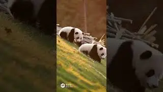 Panda Fight Turns Into a Hug 🐼💚