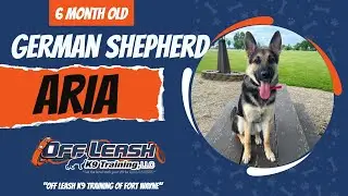 Dog Trainers in Fort Wayne | 6 Month Old German Shepherd | Off Leash K9 Training Fort Wayne