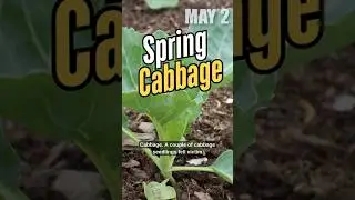 What Tray Size Grows the Best Cabbage? #zone6b #gardening #gardendelight #garden