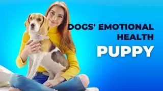 Managing Dogs' Emotional Health and Well-being