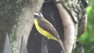 Bichofue en Cali, Colombia
