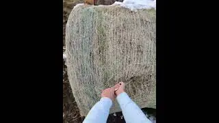 Brothers, Farm Chores, and Some Winter Slop