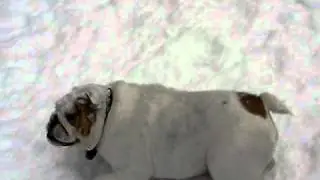Bulldog Snow Angels