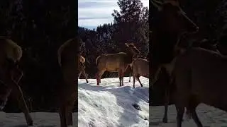 Epic Elk Encounter: Cow Elk Hits! #cellulartrailcameravideos