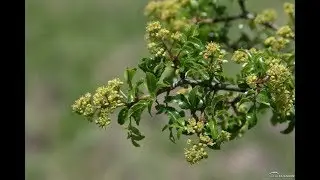 Lime Pricklyash