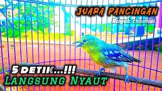 Pancingan Sirtu Cipoh Gacor Juaranya Pancingan Cipoh Diam 5 Detik Langsung Nyaut@ruyukchannel