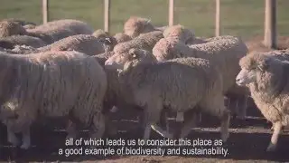 Shearing time at the malabrigo Sheepfold