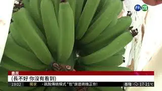 氟化物好毒! 香蕉長不大.鳳梨變形| 華視新聞 20180416