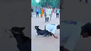 Dog is😭🥹best friend 🐶ever or maaf Karna 😥#viraljump​ #dogclothes​ #dogshorts​ #animals​ #dogvideos​