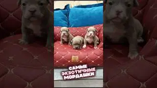 Щенки в самом редком и желанном типе ЭКЗОТ ждут своих хозяев. Американские булли 💪
