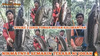 TOMAN HUTAN VS RAPALA FIBERGLASS SHAD RAP CLASSIC TRAVEL ROD 4-12LB ‼️